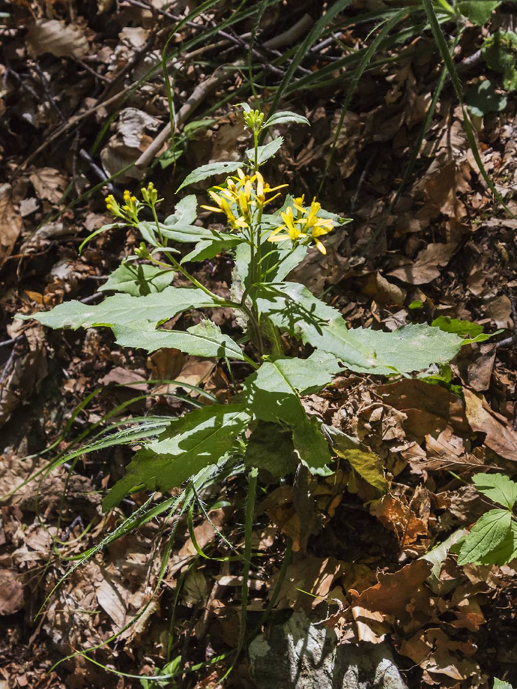 Senecio ovatus